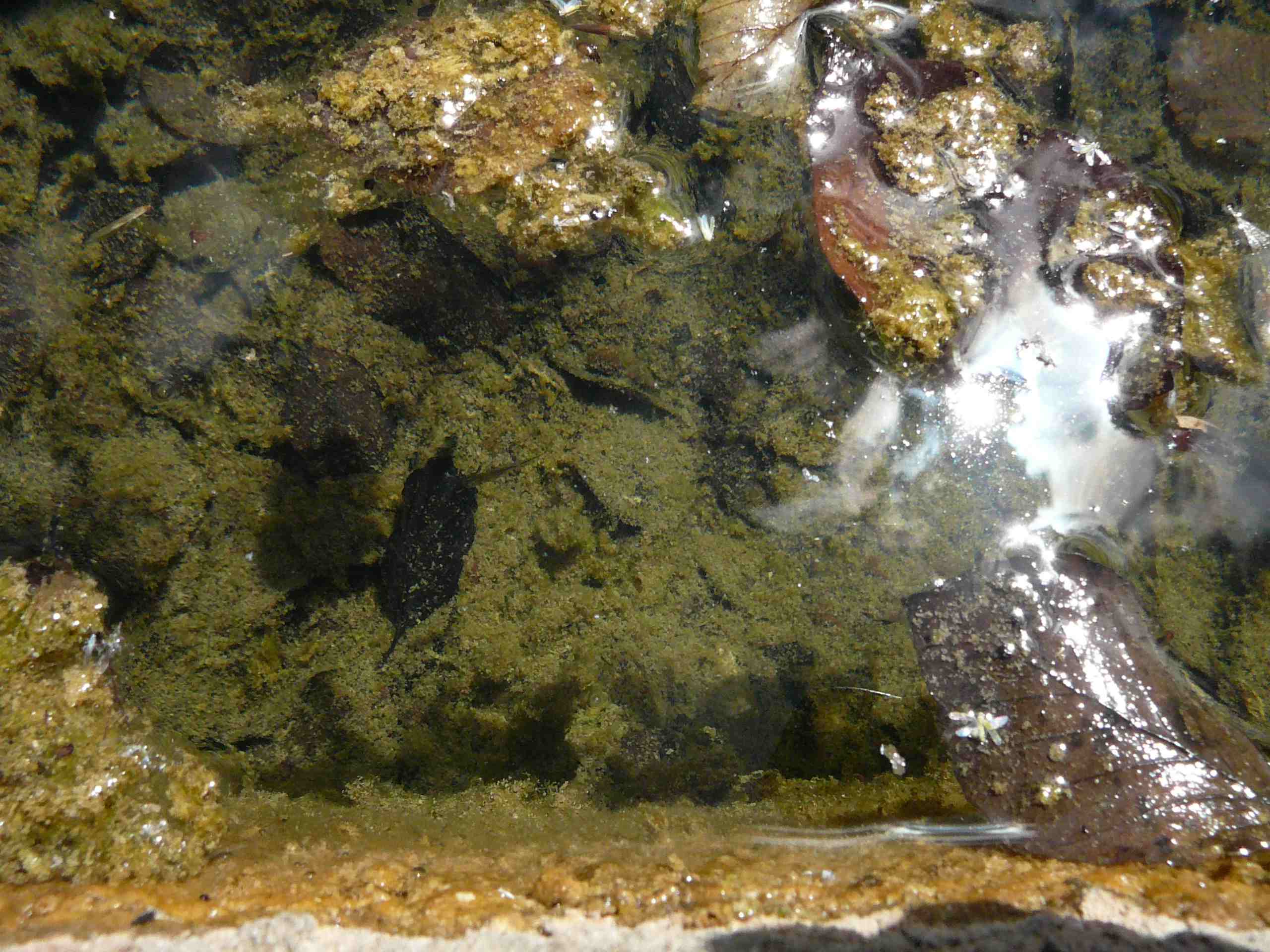 Larva di salamandrina dagli occhiali